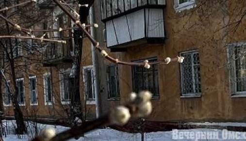 Из-за аномального тепла в Омске распускается сирень