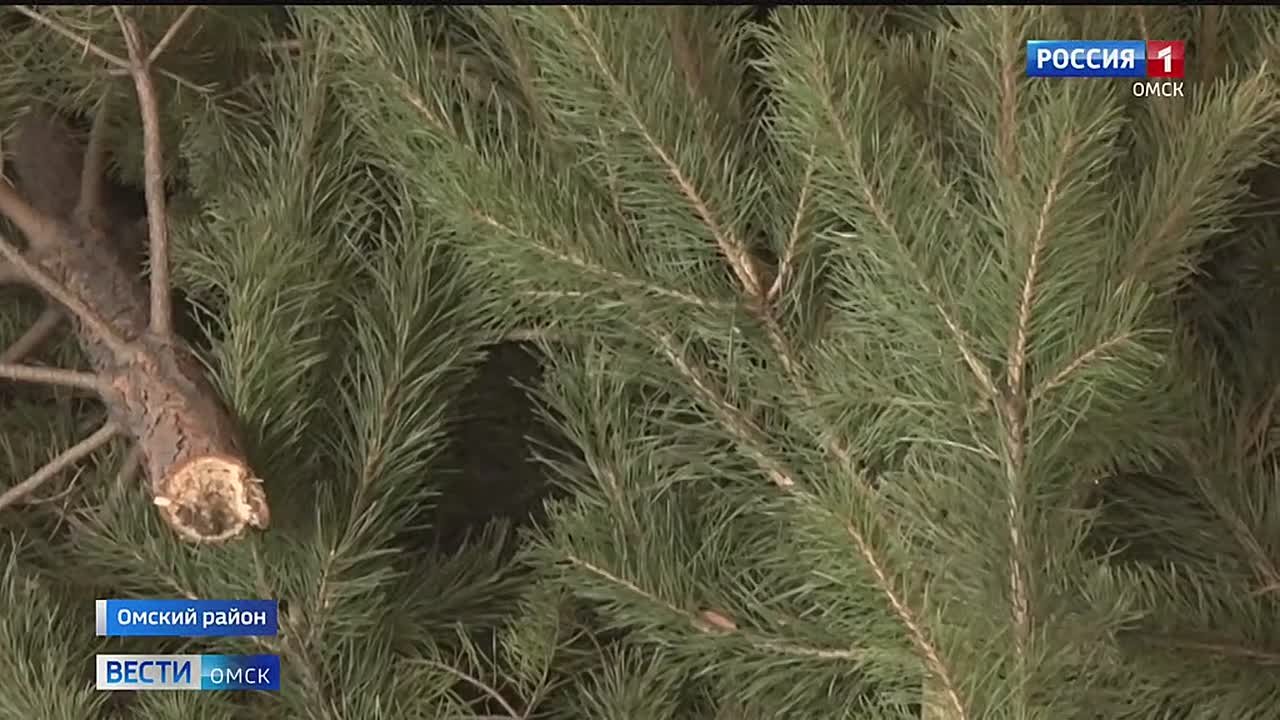 Аномальное тепло в Омске не помешает заготовке хвойных деревьев к Новому году