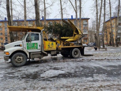 В сквере Суворова появилась новая ель – по просьбе жителей