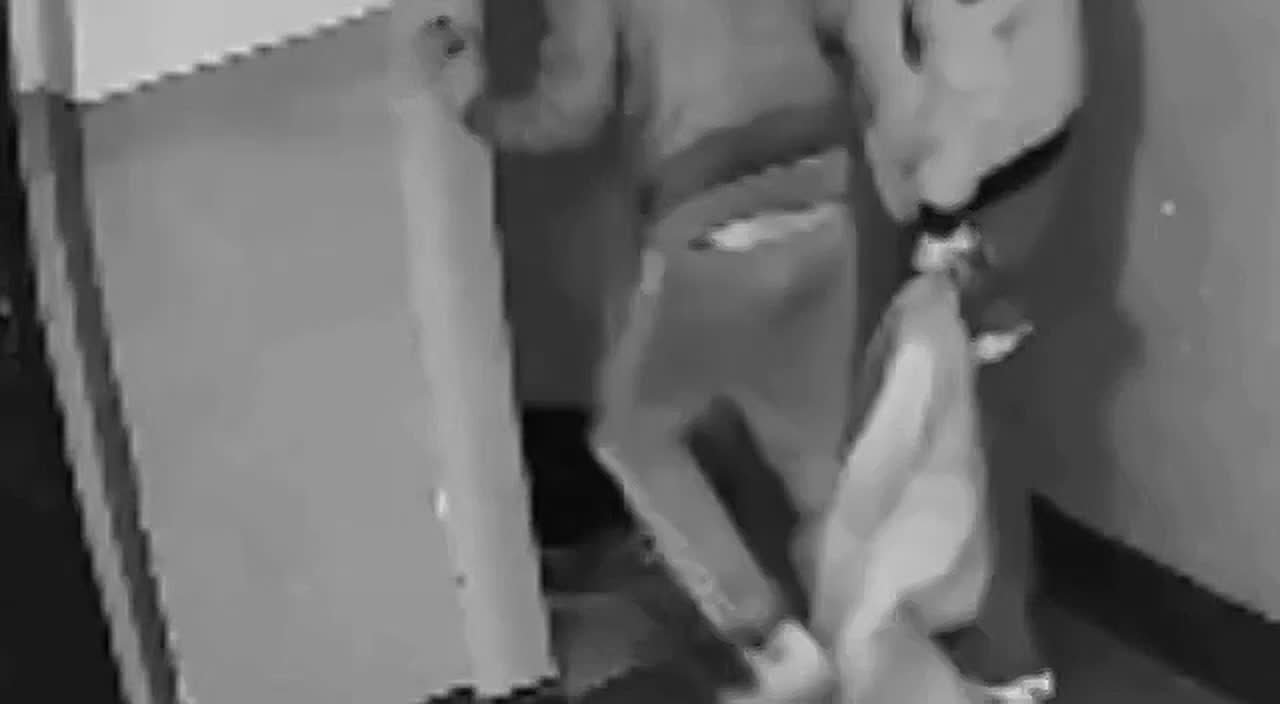 В Новокузнецке мужчина избил щенка стаффордширского терьера