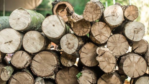 Для строительства Северного обхода Омска вырубят более тысячи деревьев