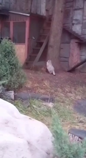 Тимофей в деле – штурмует дерево!