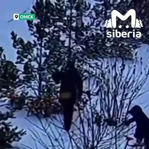 Буйный батя отметелил ёлку на глазах у ребёнка и ушёл в закат в Омске