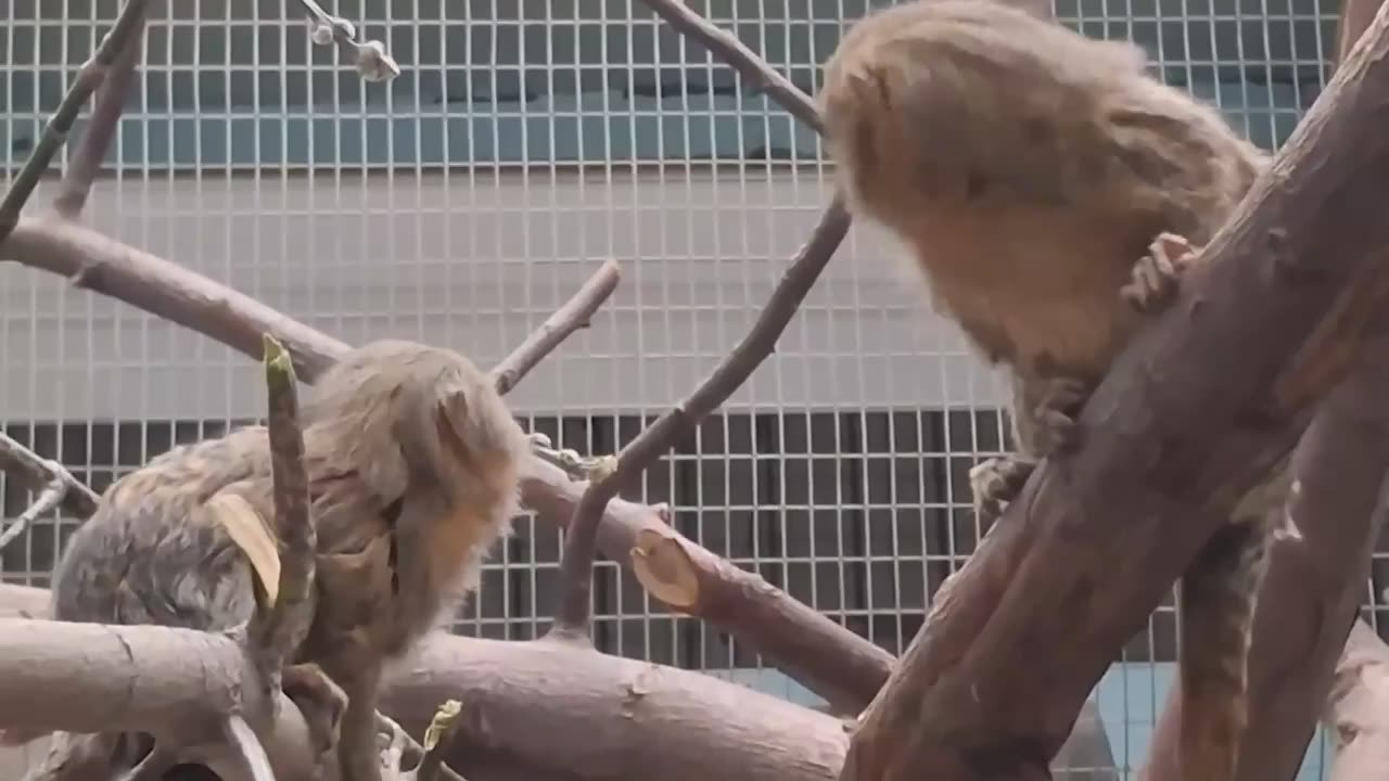 Милота – да, домашний питомец – нет!