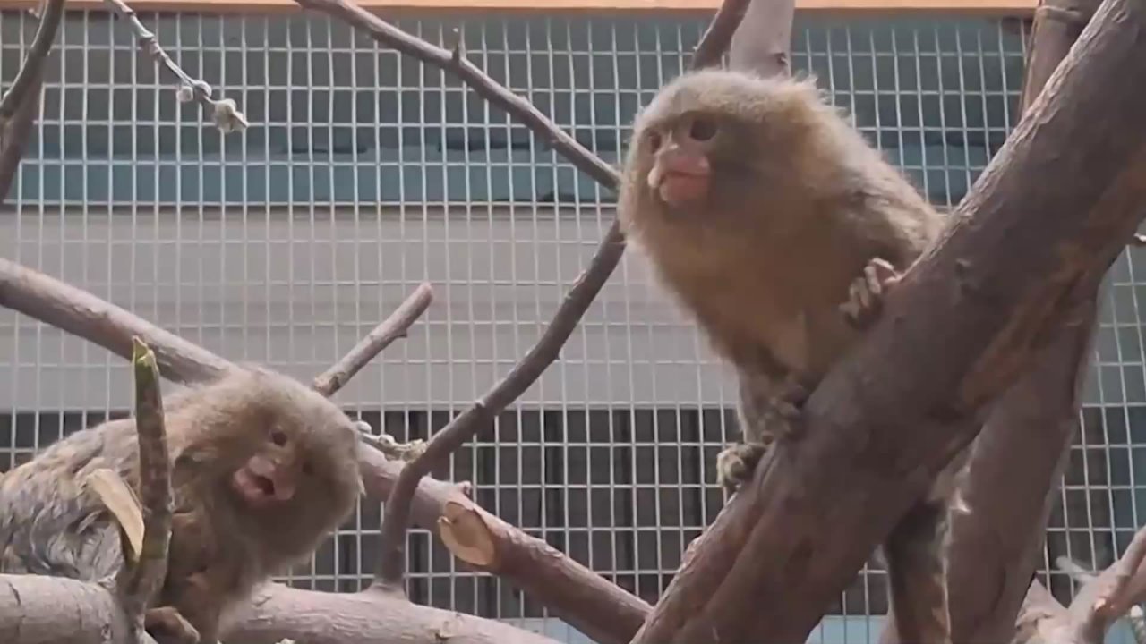 В Омском зоопарке показали семейство обезьянок