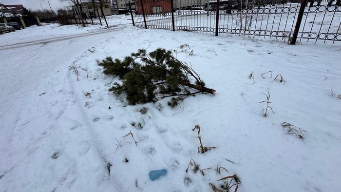 Сотрудники полиции выяснили обстоятельства повреждения хвойного дерева на улице 4-й Челюскинцев