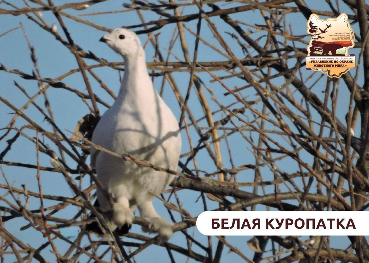 Белая куропатка – мастер зимнего камуфляжа