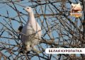 Белая куропатка – мастер зимнего камуфляжа