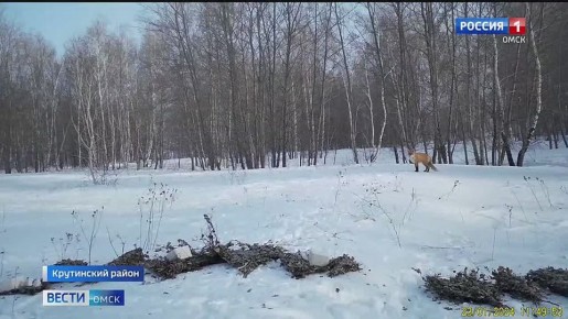 В Омске впервые начали вакцинировать диких зверей