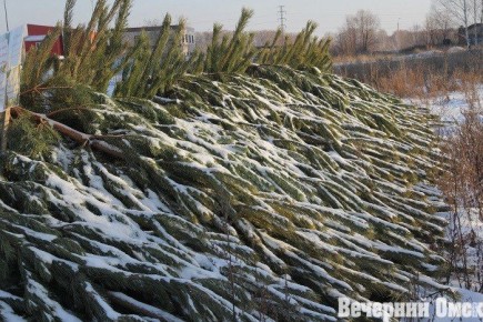 В Омске откроют 74 елочных базара