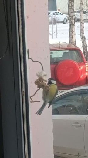 Пока мы пишем новости, за окном ужинает наш пернатый дружочек