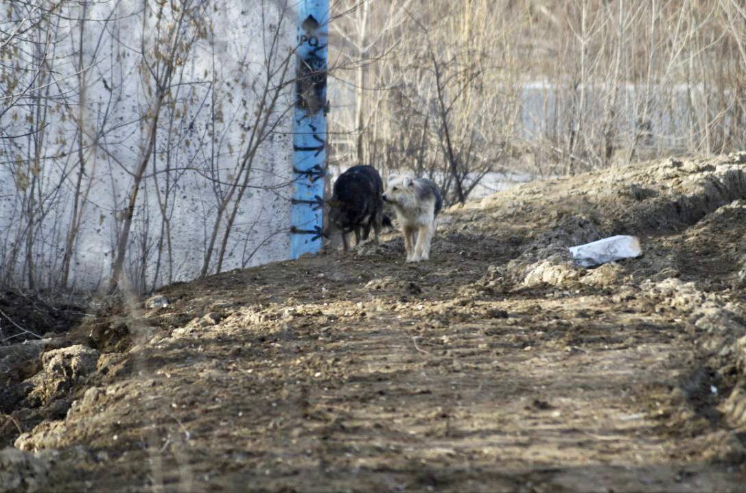 Бастрыкин потребовал доклад по проверке нападения собак на школьницу в Омске