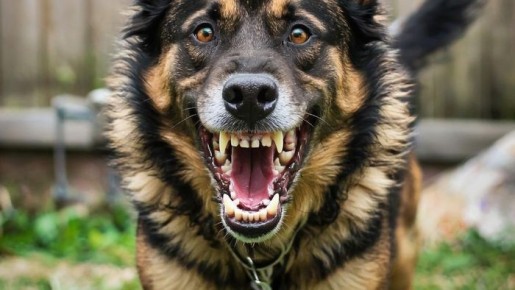 В районе Омской области снова ввели карантин