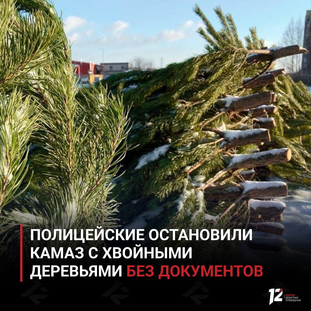 Полицейские остановили КамАЗ с хвойными деревьями без документов
