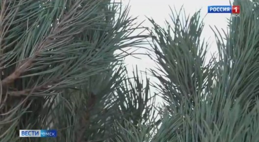 В Омской области поймали водителя с нелегальными соснами