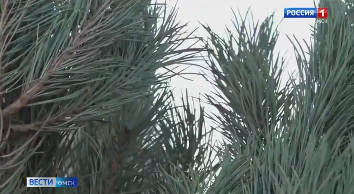 В Омской области поймали водителя с нелегальными соснами