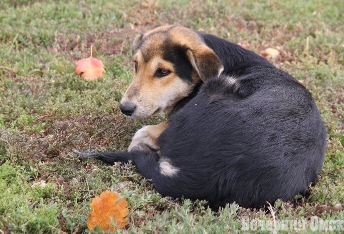 ���������� ���������� ��� ������������ �������� �������� ��������� ������� � �����