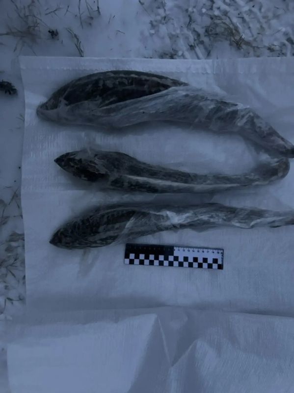 � ���� ������������ ����������� �������� ���������� ������ ������������� ����