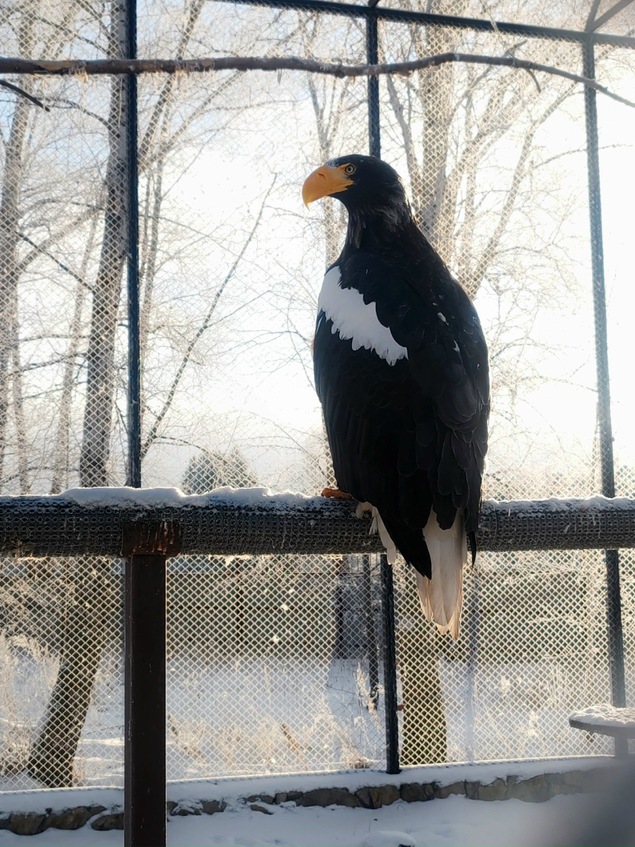 Орланы с «царским» зрением в Большереченском зоопарке Орланы с «царским» зрением в Большереченском зоопарке