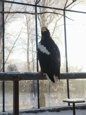 Орланы с «царским» зрением в Большереченском зоопарке
