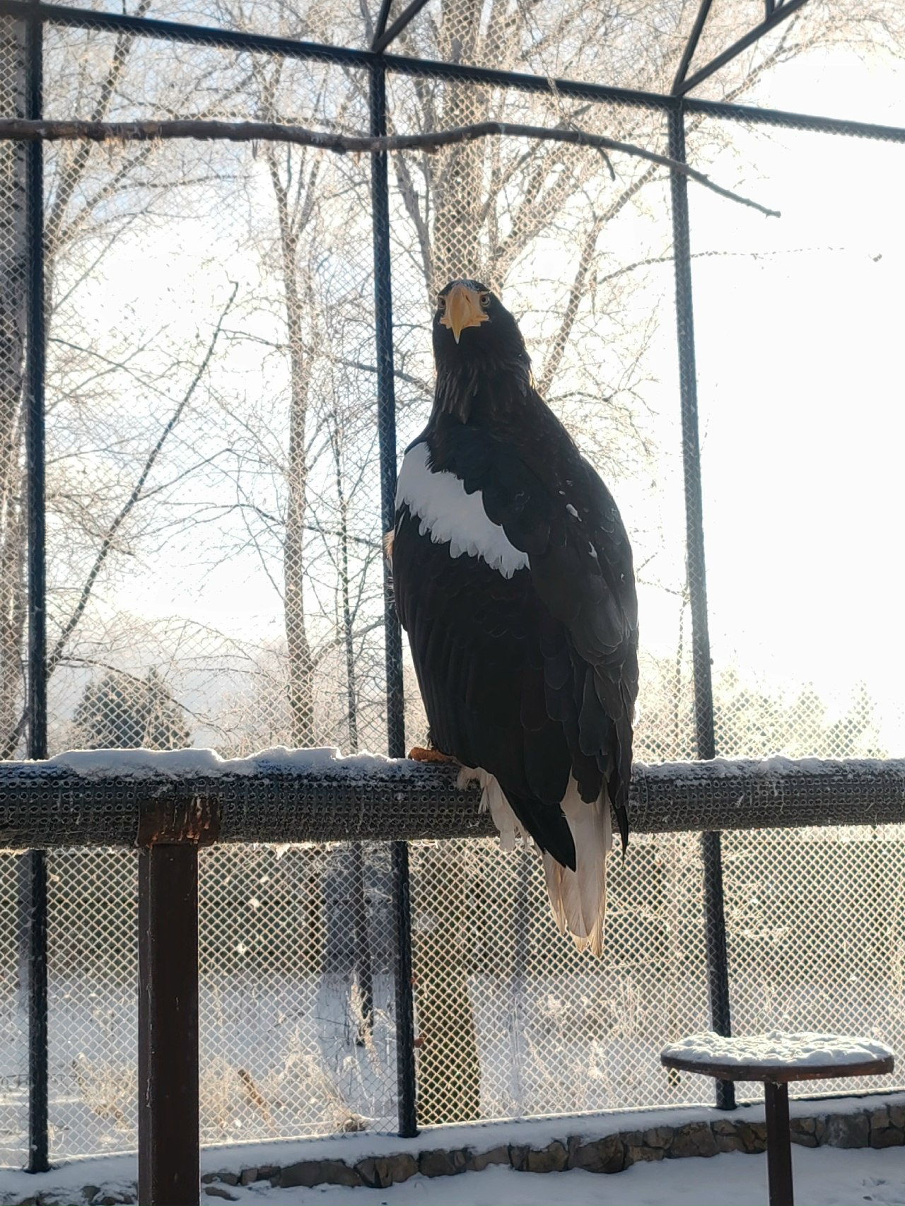Орланы с «царским» зрением в Большереченском зоопарке