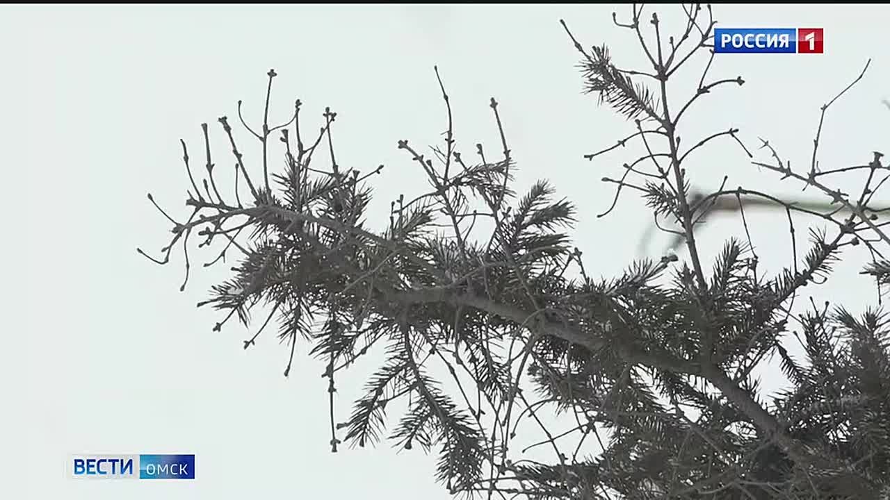 Омск завалит снегом. При этом будет тепло