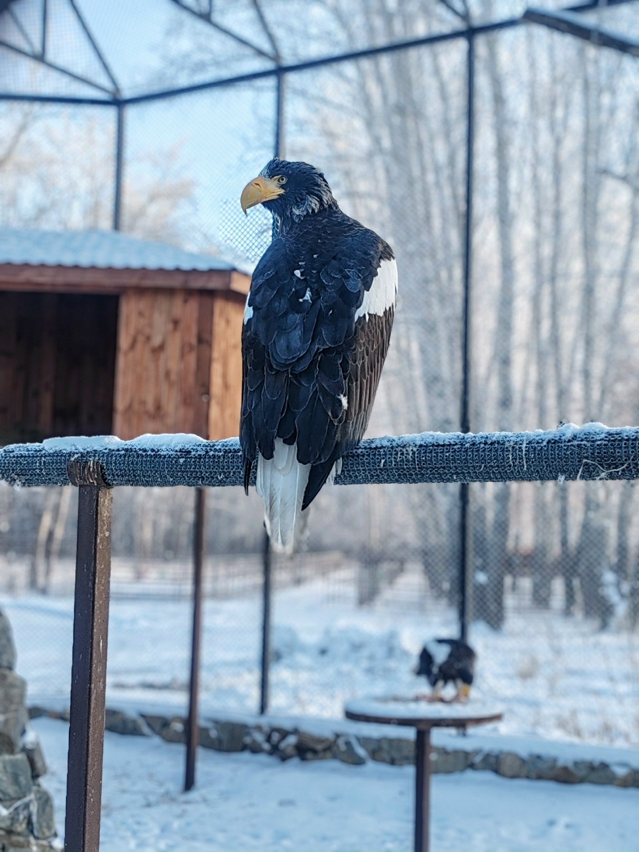 Орланы с «царским» зрением в Большереченском зоопарке Орланы с «царским» зрением в Большереченском зоопарке