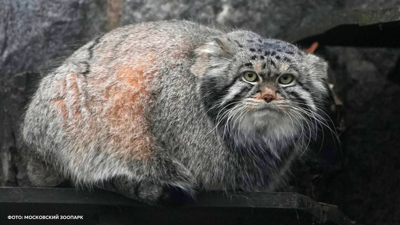 Манул Тимофей вошёл в историю – и немного в форму