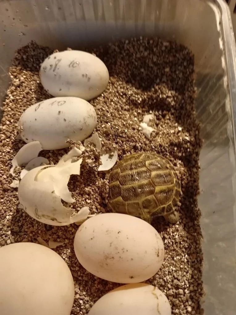 В Омском зоопарке произошло пополнение — вылупились среднеазиатские черепахи В Омском зоопарке произошло пополнение — вылупились среднеазиатские черепахи