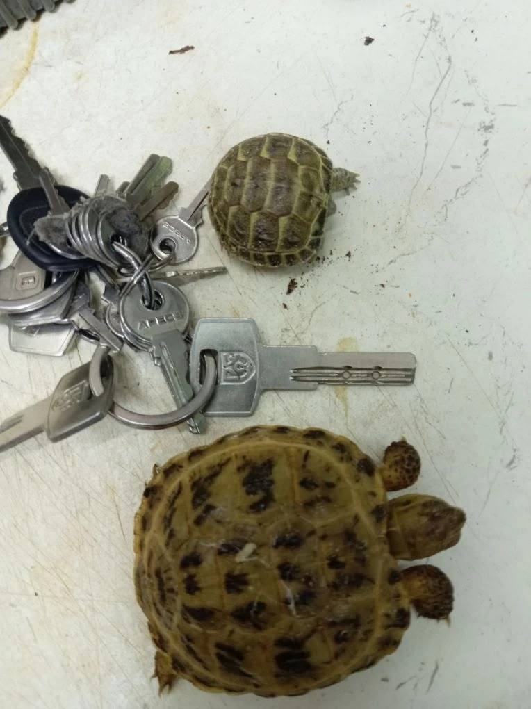 В Омском зоопарке появился черепаший младенец "собственного производства" В Омском зоопарке появился черепаший младенец "собственного производства"