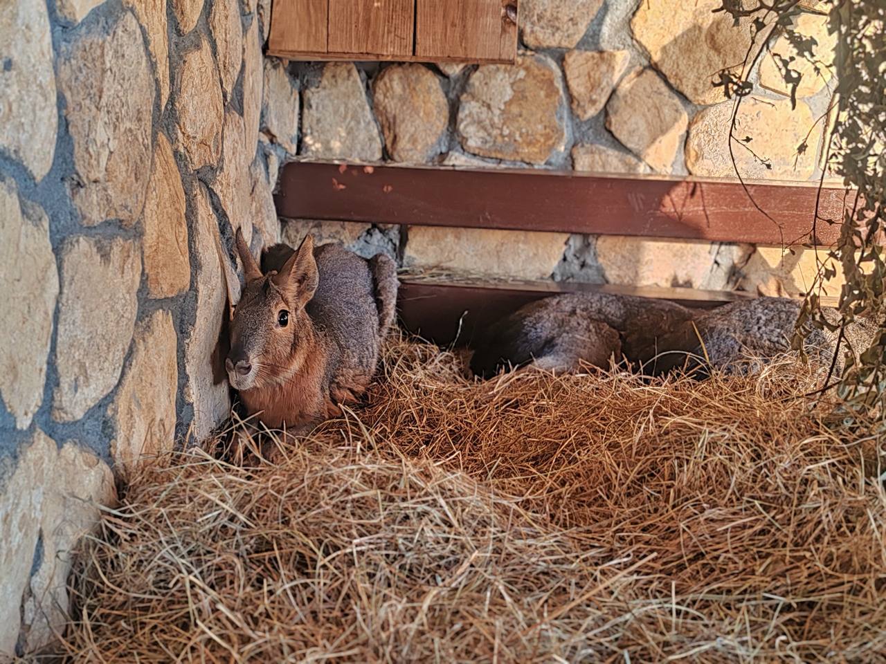 В Большереченском зоопарке – новосёлы с экзотическим шармом! В Большереченском зоопарке – новосёлы с экзотическим шармом!