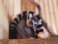В Большереченском зоопарке поселились патагонские мары и кошачий лемур