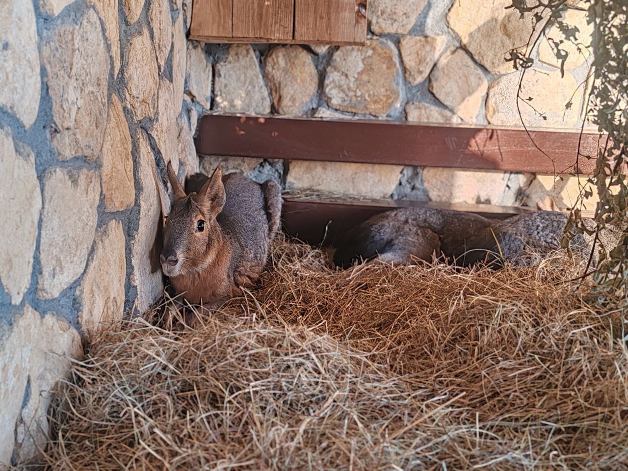 Кошачий лемур и патагонские мары поселились в Большереченском зоопарке в канун Нового года Кошачий лемур и патагонские мары поселились в Большереченском зоопарке в канун Нового года