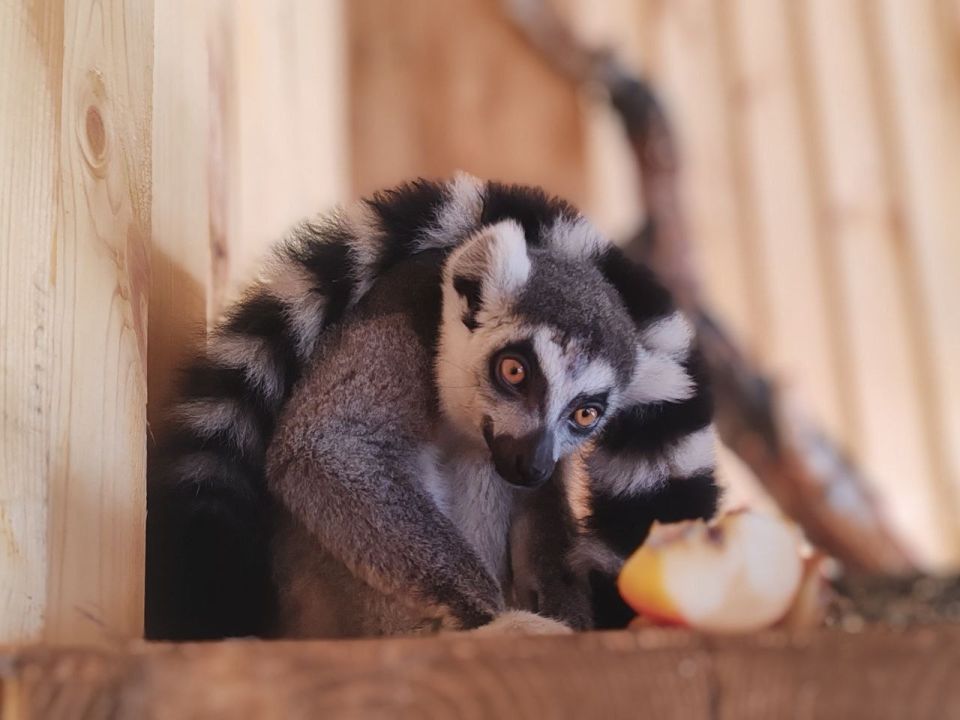 � ���������� ���������� ��������� ���������������� �������� ����������� ������ ��������: �������� ������� � ������������ ������