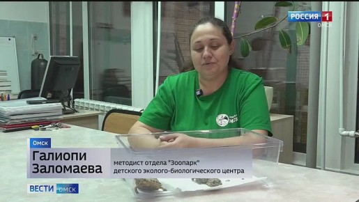 «Вестям Омск» показали новорожденных черепашек