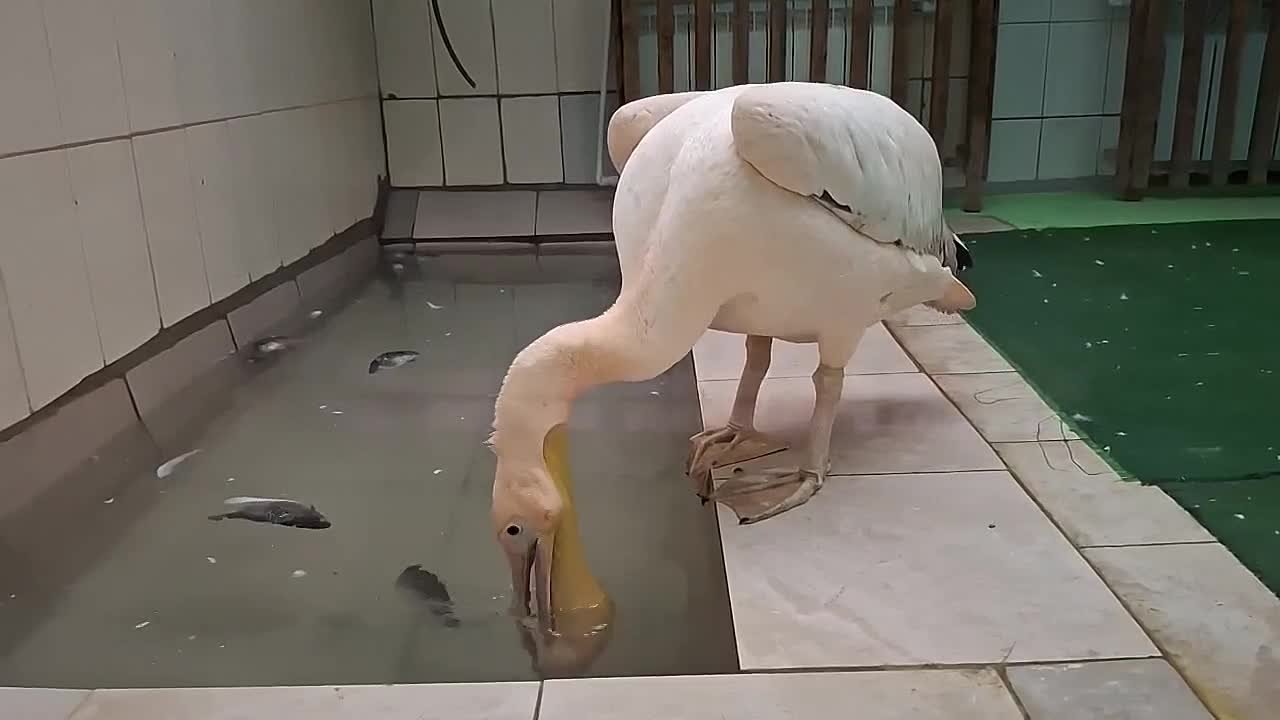 В Омском зоопарке показали, как розовый пеликан Санёк охотится за рыбой