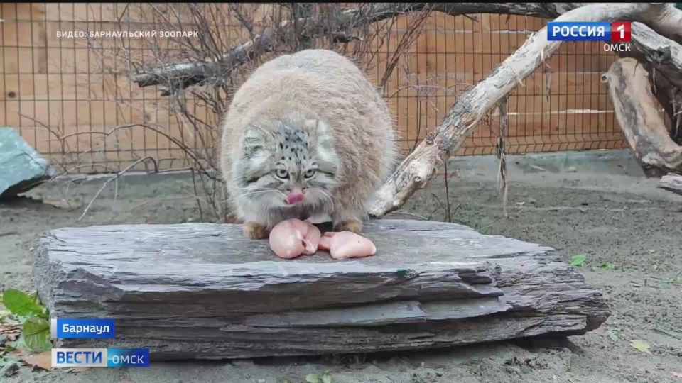 Манул из Новосибирска принес новый термин в русский язык — зажировка