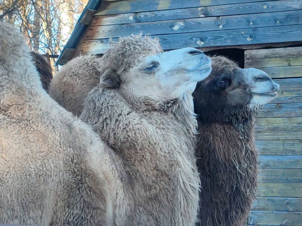 �������� � ��������� ��������