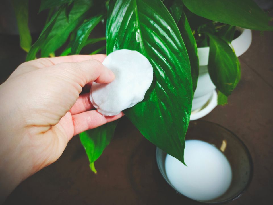 Уход за листьями комнатных растений: секреты блеска и здоровья