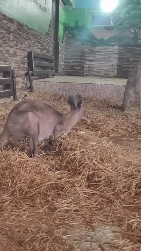 � ��������������� �������� �������� ������� ����������