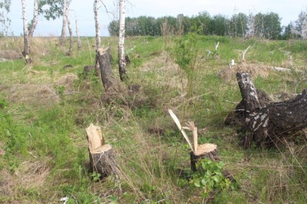 Вынесен приговор жителю Таврического района Омской области за незаконную рубку леса