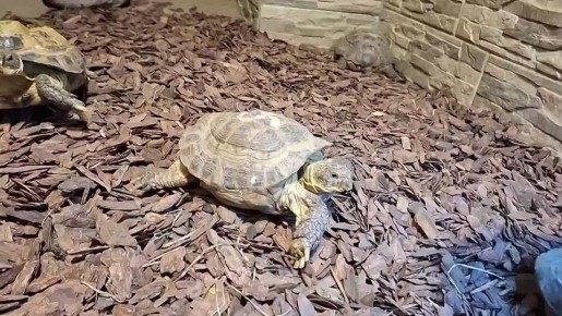 � ������ �������� ������ �� �������� ������� ����