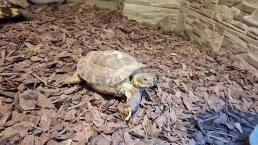 Омский зоопарк просит не заводить черепах в квартире