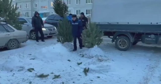 В Омске ликвидируют несанкционированные ёлочные базары