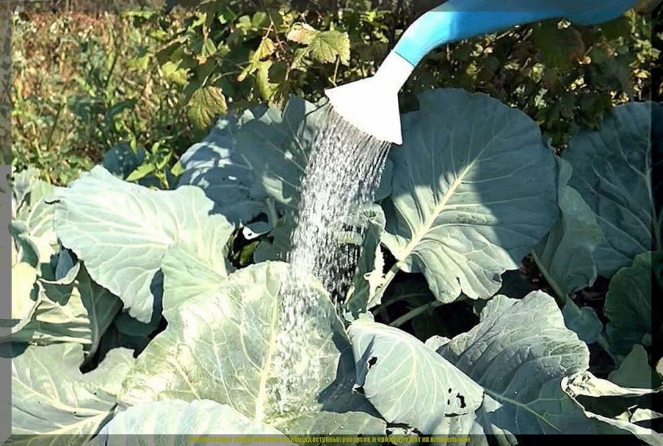 Как заботиться о капусте в августе: секреты успешного урожая