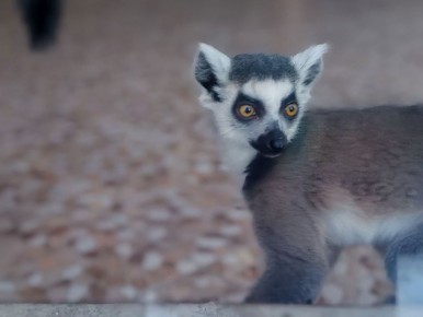 В Большереченском зоопарке пополнение семейства лемуровых