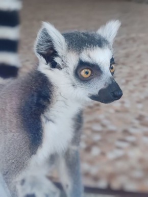 В зоопарк в Омской области привезли кошачьего лемура