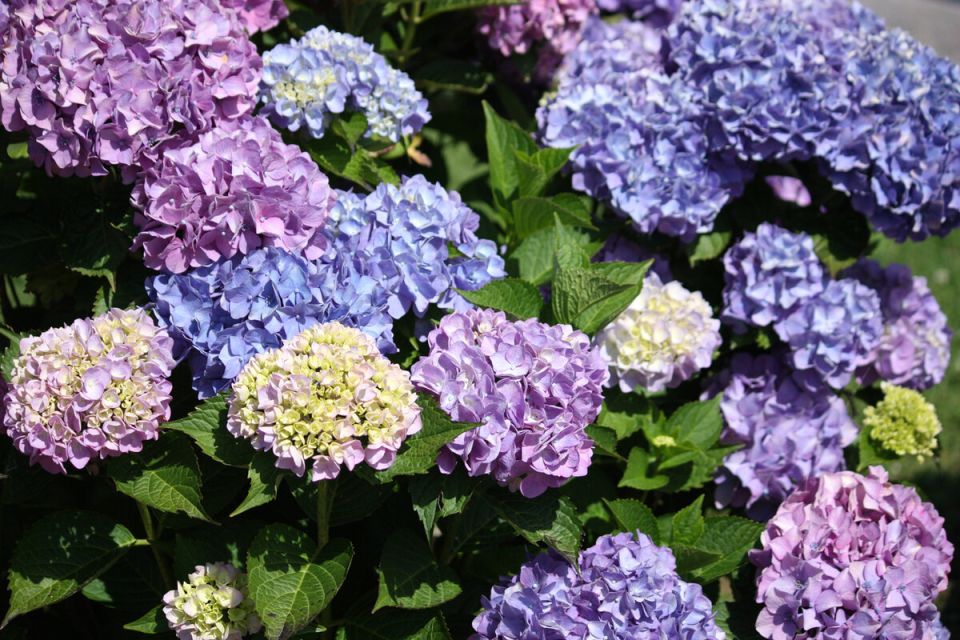 Морозостойкие сорта гортензии крупнолистной: цветочные чудеса для вашего сада