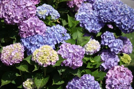 Морозостойкие сорта гортензии крупнолистной: цветочные чудеса для вашего сада