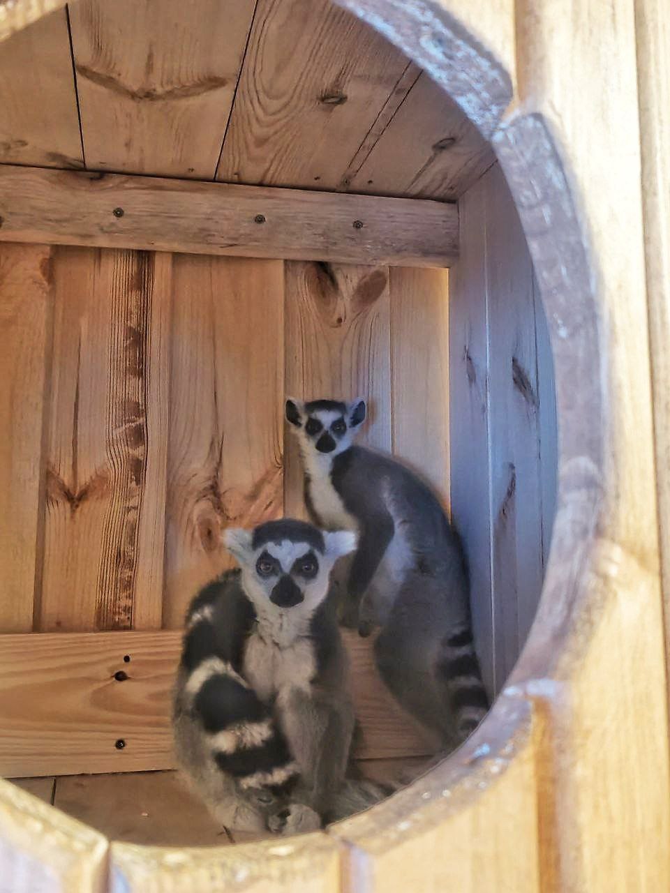 В Большереченском зоопарке пополнение семейства лемуровых В Большереченском зоопарке пополнение семейства лемуровых